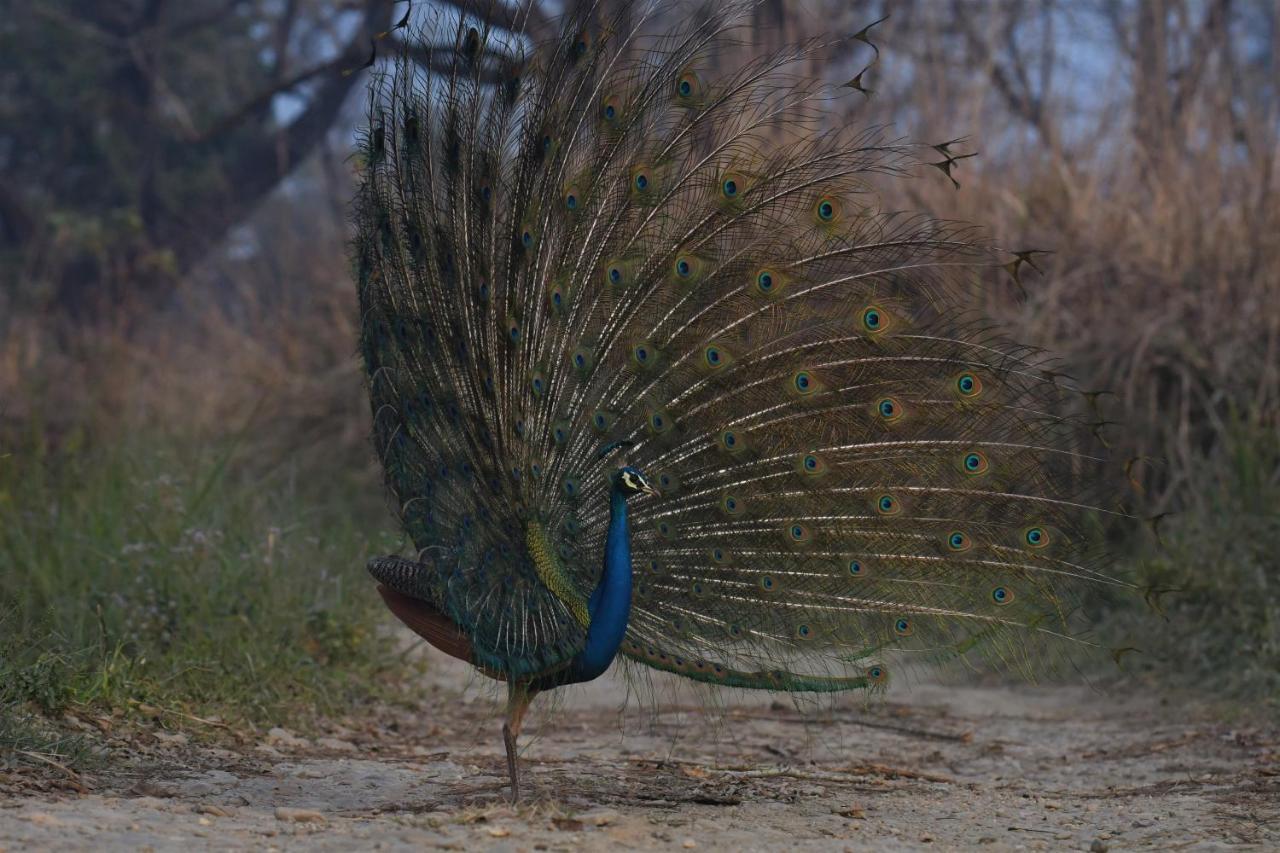Eden Jungle Resort Sauraha Exterior photo