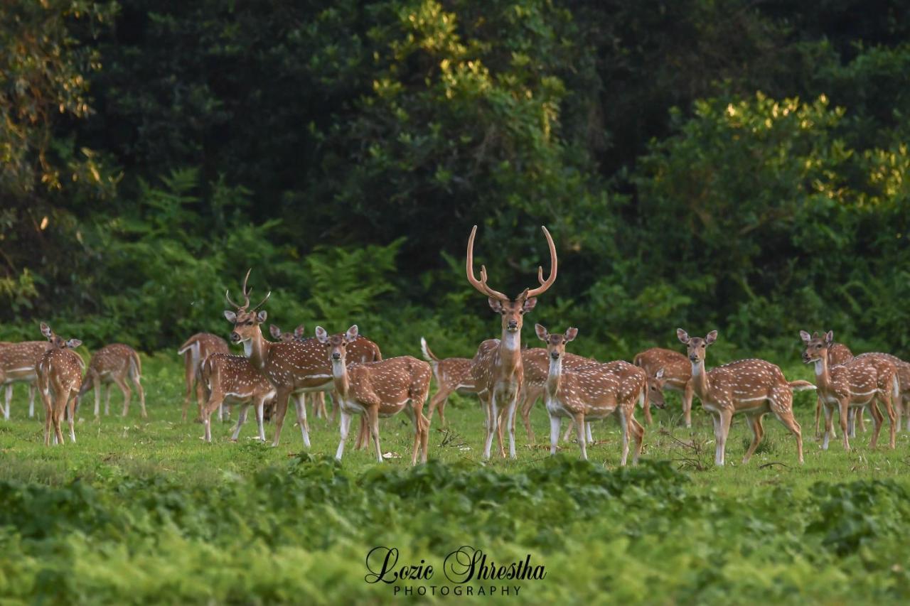Eden Jungle Resort Sauraha Exterior photo