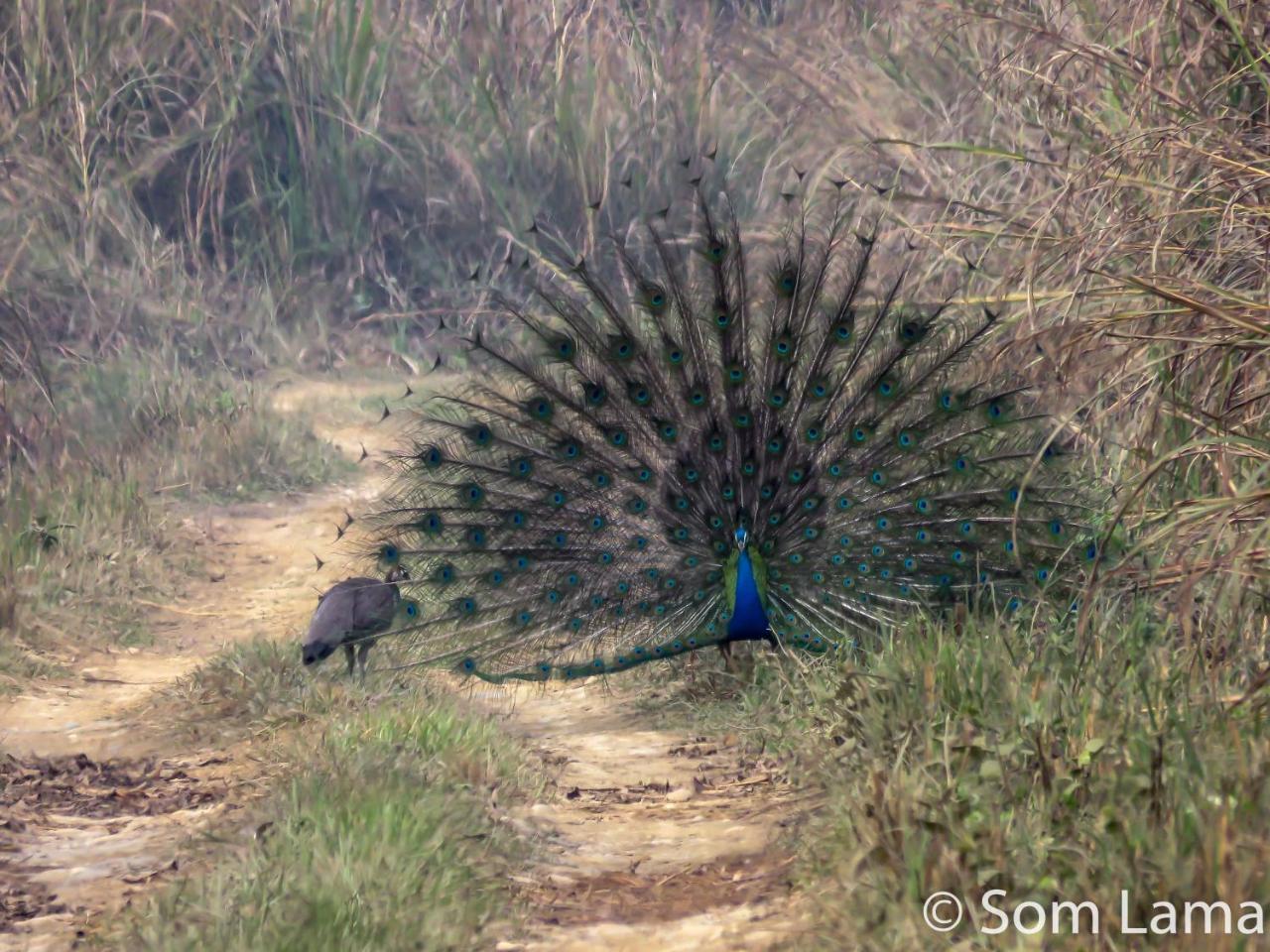Eden Jungle Resort Sauraha Exterior photo