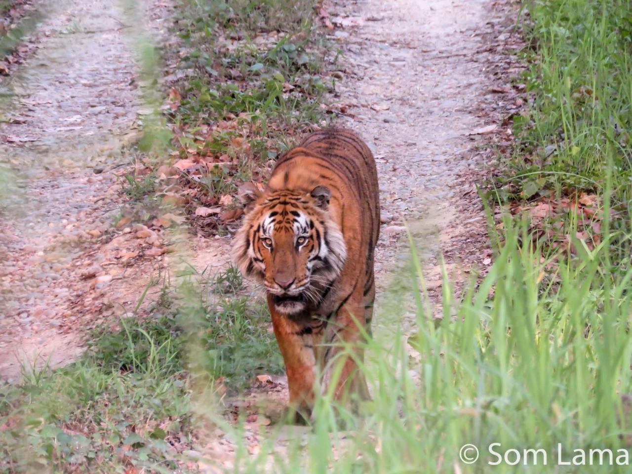 Eden Jungle Resort Sauraha Exterior photo