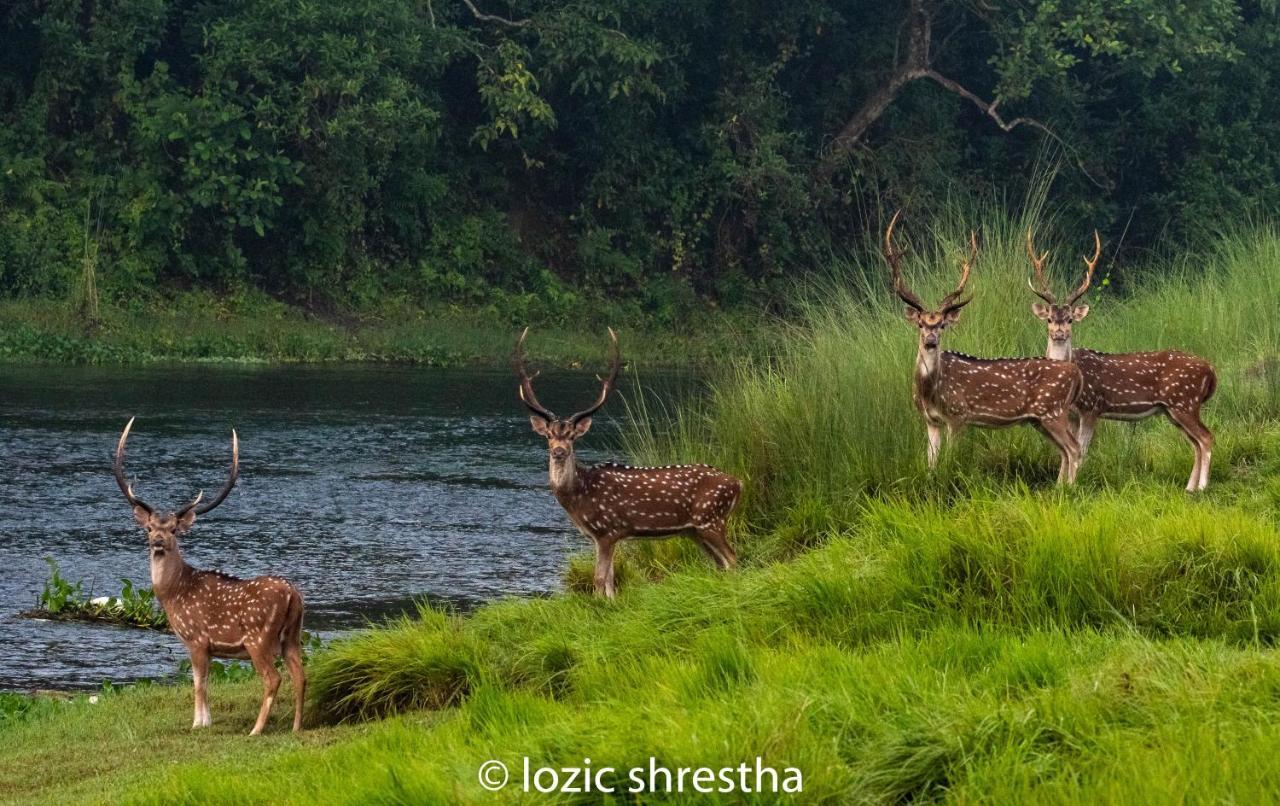 Eden Jungle Resort Sauraha Exterior photo