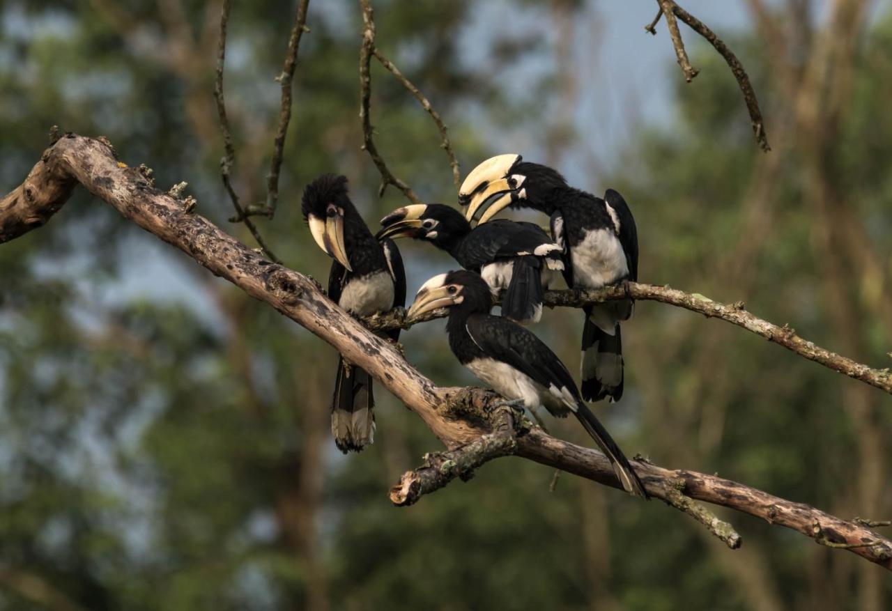Eden Jungle Resort Sauraha Exterior photo