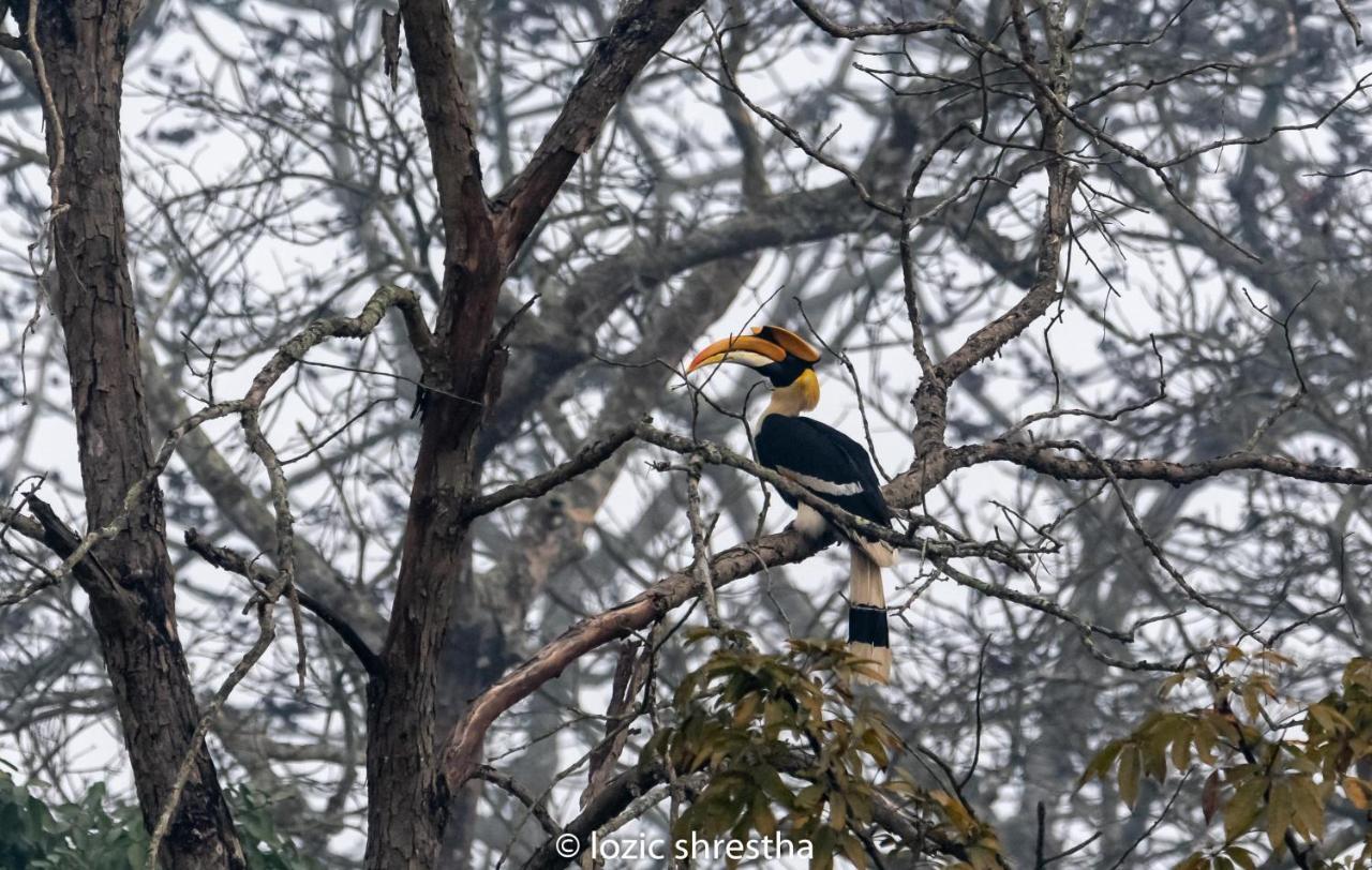 Eden Jungle Resort Sauraha Exterior photo